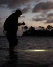 Meeresforscher untersuchen an der Küste vor Hawaii ein besonderes Phänomen: leuchtende Tintenfische.