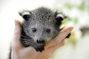 Dank intensiver Pflege hat sich der Binturong-Nachwuchs aus dem Alfred-Brehmhaus im Tierpark Berlin mittlerweile gut erholt.