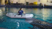 Whale Shark Feeding