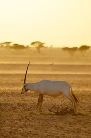 Arabische Oryx.