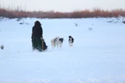 Tyler Selden running the dogsled team.