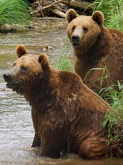 Bears fighting in a creek.