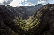 Der Laurisilva macht nur noch 1 Prozent von Gran Canaria aus.
