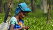 Der berühmte Assam-Tee wächst nicht zufällig an den Ufern des Brahmaputra. Das Land ist fruchtbar, und der Fluss bietet eine günstige Verbindung zur Küste.