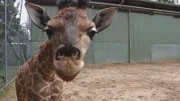 Giraffe.