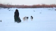 Tyler Selden running the dogsled team.