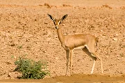 Edmigazelle