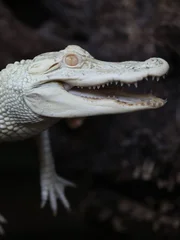 Albino Alligator
