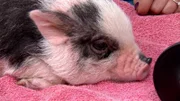 Bentley the micro pig comes in for treatment.