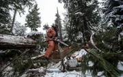 PORT PROTECTION, ALASKA- Hans cuts planks of wood from the tree they fell.