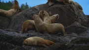 Sea lions perched on a rock outside Point Baker, Alaska.