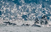 Der Golf von Alaska ist eines der nahrungsreichsten Gewässer der Welt – und Jagdgebiet der größten Meeresräuber.