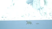 Eisbärin mit Nachwuchs vor dem Gletscher der Stauningsalpen in Grönland.