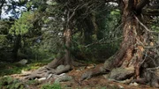 In der Hohen Tatra gibt es noch größere Bestände von uralten Zirbelkiefern. Manche sind bereits über 1000 Jahre alt.