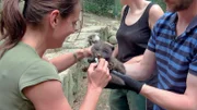 Dr. Uta Westerhüs (links) untersucht einen Eisfuchs-Welpen.
