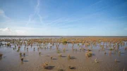 Ebbe an der Nordsee: Das Wattenmeer ist ein anspruchsvoller Lebensraum, denn Tiere und Pflanzen müssen mit wechselndem Wasserstand und hoher Salzkonzentration klarkommen.