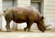 Spitzmaulnashorn im Frankfurter Zoo.
