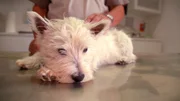 Westhighland Terrier Lesko ist gerade mal sechs Monate alt und schon steht eine OP an: Sein Leistenbruch muss vom Rügener Tierarzt Marco Nieburg dringend operiert werden.
