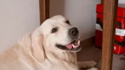 Gefährliche Streptokokken auf dem Zahnstein eines Golden Retrievers machen die ganze Besitzer-Familie krank.