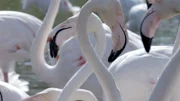 Flamingos