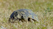Schildkröte.