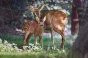 Im September bricht für die Rothirsche im Nationalpark Thy im Nordwesten Jütlands die wichtigste Zeit des Jahres an: die Brunftzeit. Mit auffälligem Verhalten versuchen die Männchen Hirschkühe anzulocken, um sich mit möglichst vielen von ihnen zu paaren.