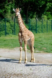 Uganda-Giraffe Lotti hat einen gesunden Bullen namens Eric zur Welt gebracht! Damit ist die Herde im Tierpark inzwischen auf zehn Tiere angewachsen.