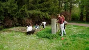 Schülerinnen und Schüler pflegen auf dem Westfriedhof Magdeburg ein Soldatengrab, in dem 60 Unbekannte liegen.