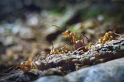 Der Kleine Moorbläuling bringt Ameisen geschickt dazu, seinen Schmetterlingsnachwuchs aufzuziehen.