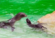 Eine kleine Sensation gab es bei den Seelöwen. Lucie hat ein Baby zur Welt gebracht, das erste im Zoo Berlin. Söhnchen Volker (re.) lernt gut und macht schnell Fortschritte.