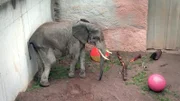 Elefantenbulle Tamo im Opel Zoo Kronberg muss im Spieleparadies zeigen, wie gut sein Ballgefühl ist.