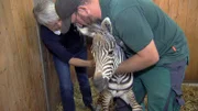 Das Team im Opel Zoo Kronberg ist erleichtert, endlich wurde das Zebrafohlen geboren.