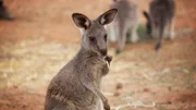 Kangaroo.