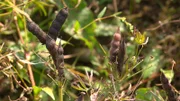Die Lupinensamen sind reif, wenn die Schoten eingetrocknet sind.