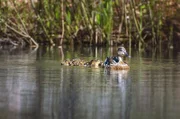 Der Lebensrhythmus auf der Erde wird vom Süßwasser bestimmt. Allein in Dänemark gibt es mehr als 120.000 Seen und 70.000 Kilometer Wasserstraßen, die zahlreichen Tierarten, wie dieser Stockentenfamilie, ein Zuhause bieten.