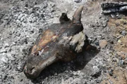 Omo Valley, Ethiopia - Close up of a charred skull of a bull lying in the ashes during Ethiopian Peace Ceremony in Omo Valley.