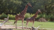 Giraffenmann Gregor aus dem Opel Zoo Kronberg sorgt mit seinen Herzdamen regelmäßig für Nachwuchs.