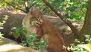 Luchs im Kronberger Opel-Zoo.