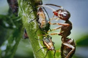 Der Kampf um Nahrung ist hart und erfordert großen Erfindungsreichtum. Der Sonnentau ist eine fleischfressende Pflanze. Wenn er die Bewegungen der Ameise spürt, wird sie von klebrigen, mit Nektar bestückten Tentakeln umwickelt und so eingefangen.