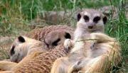 Erdmännchen im Opel-Zoo Kronberg.