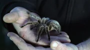 Das Gift der Vogelspinne ist zwar nicht tödlich, doch ihre rasiermesserscharfen Reißzähne sind berüchtigt.