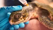 Durch sich verändernde Meeresströmungen verschlägt es Karibische Bastardschildkröten immer wieder viel zu weit in den Norden, und sie werden an die Strände gespült. Naturschützer sammeln die bewegungsunfähigen Schildkröten ein. Im New England Aquarium in Boston ist man mittlerweile darauf spezialisiert, die hilflosen Meeresbewohner zu behandeln.