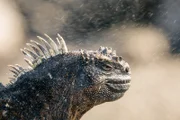 Die Meerechsen von Galapagos weiden auf dem Meeresboden Algen und Tang ab. Sie können bis zu einer halben Stunde mit einem Atemzug tauchen, müssen sich dann aber lange Zeit in der Sonne aufwärmen.