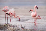Für die Zwergflamingos bietet der Natronsee in Tansania eine außergewöhnliche Möglichkeit, ihre Jungen großzuziehen.