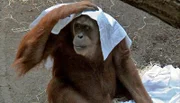 Orang-Utans im Frankfurter Zoo.