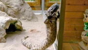 Krustenechse im Kronberger Opel-Zoo.