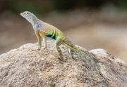 Große Kurzhornkrötenechse (Phrynosoma hernandesi).