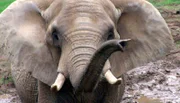 Elefant im Opel-Zoo Kronberg.