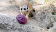 Erdmännchen im Kronberger Opel-Zoo.