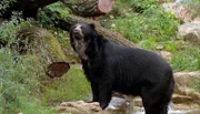 Brillenbär im Frankfurter Zoo.